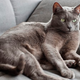 Illustration for article titled Middle-Aged Cat Can’t Begin To Compete With Adorable Kittens On Internet